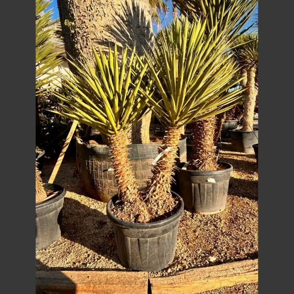 Yucca filifera | YF001
