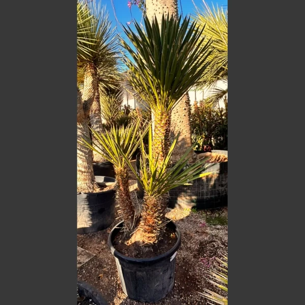 Yucca filifera | YF003