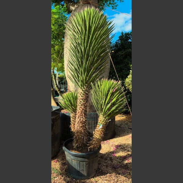 Yucca filifera | YF004