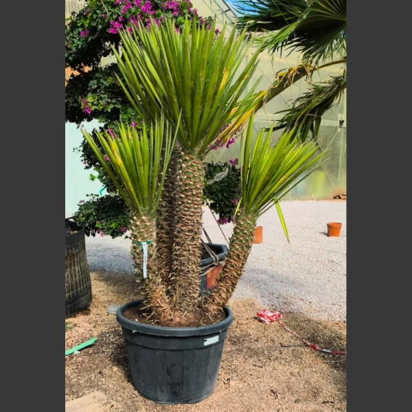 Yucca filifera | YF005