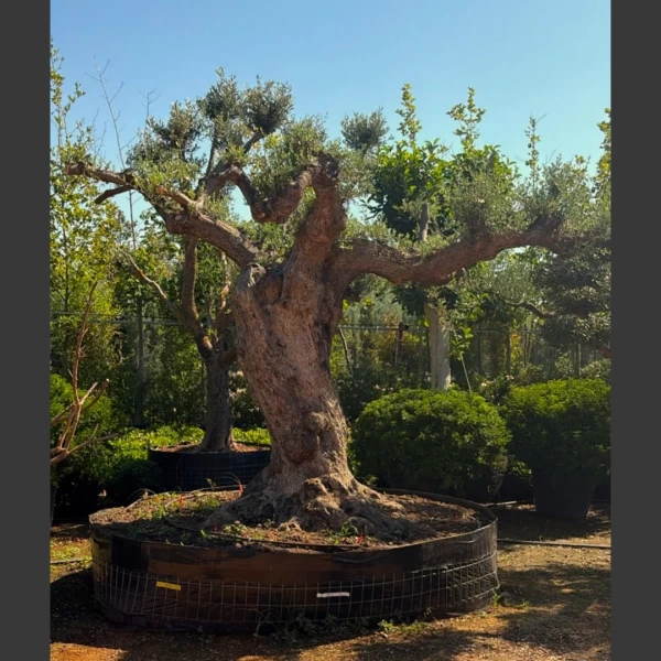 Olea europaea | OE013