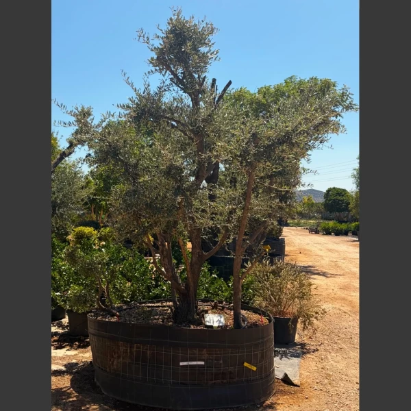 Olea europaea | OE116
