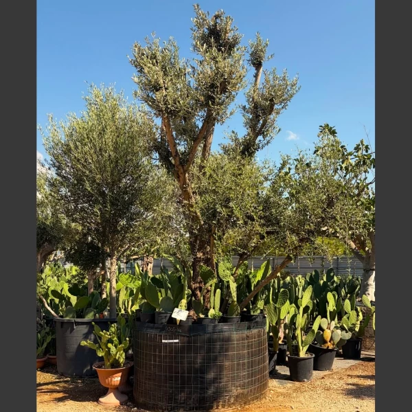 Olea europaea | OE140