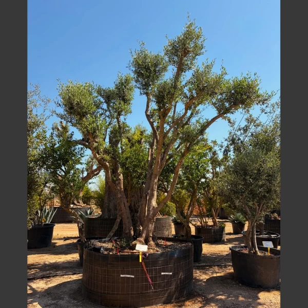Olea europaea | OE253