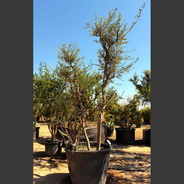 Olea europaea | OE256