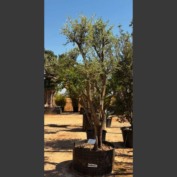 Olea europaea | OE262