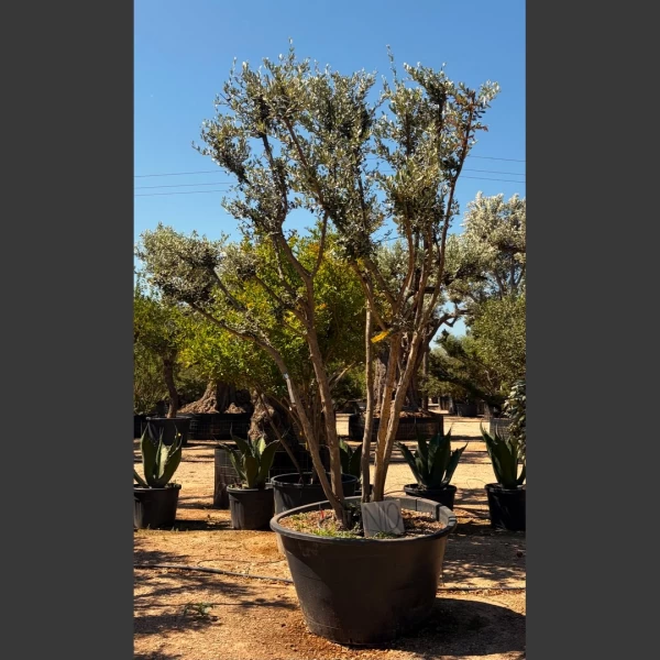 Olea europaea | OE267