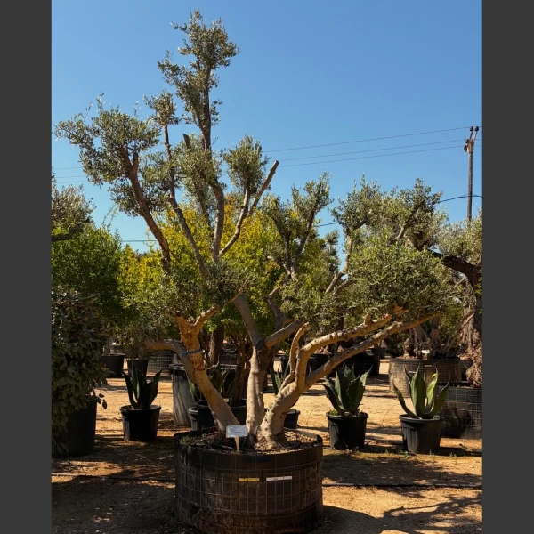 Olea europaea | OE268