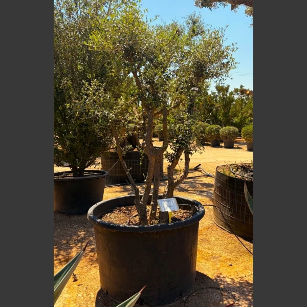 Olea europaea | OE292