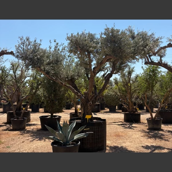 Olea europaea | OE299