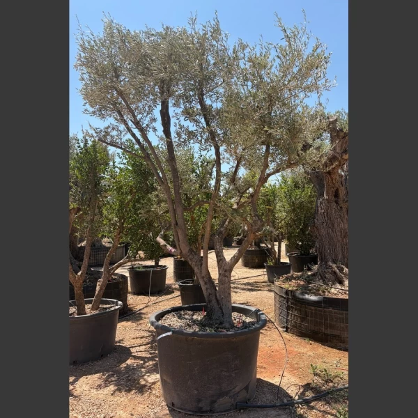 Olea europaea | OE302
