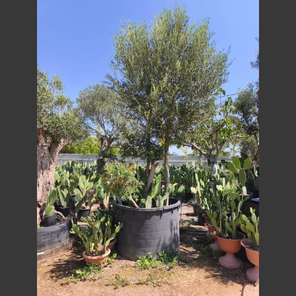 Olea europaea & Pistacia lentiscus | OP003
