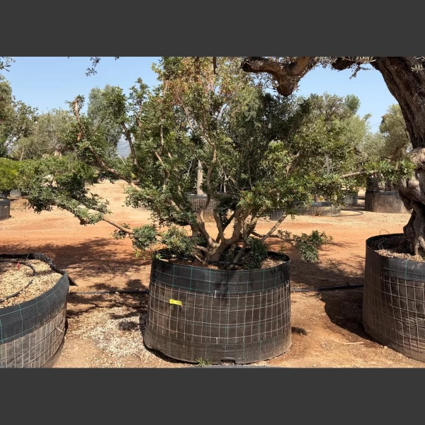 Olea europaea & Pistacia lentiscus | OP004