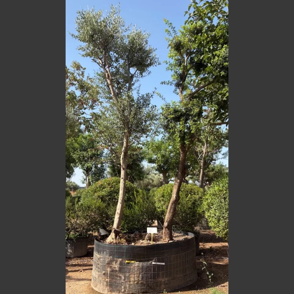 Olea europaea & Pistacia lentiscus | OP005