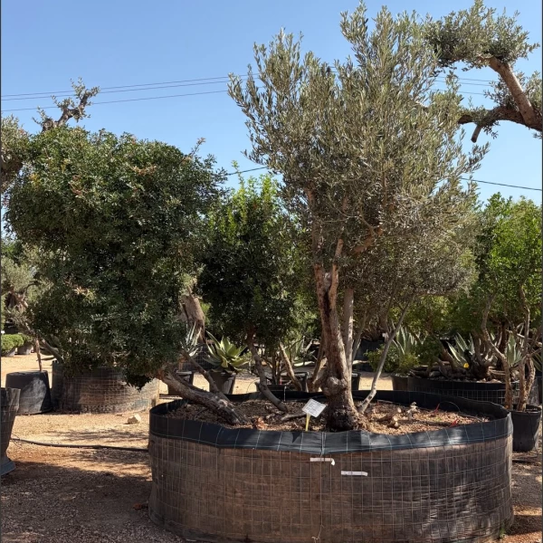 Olea europaea & Pistacia lentiscus | OP006
