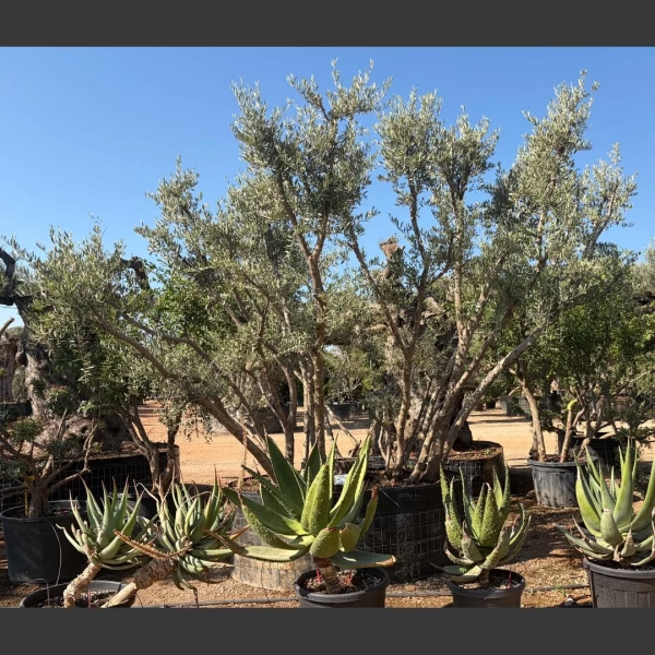 Olea europaea | OE205