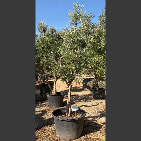 Olea europaea | OE209