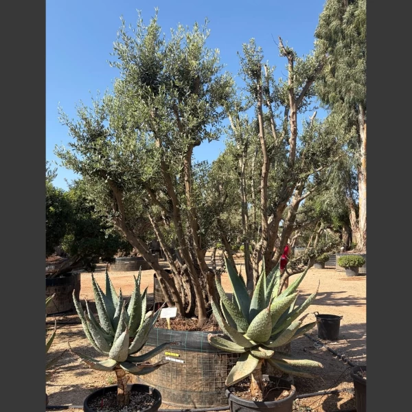 Olea europaea | OE211