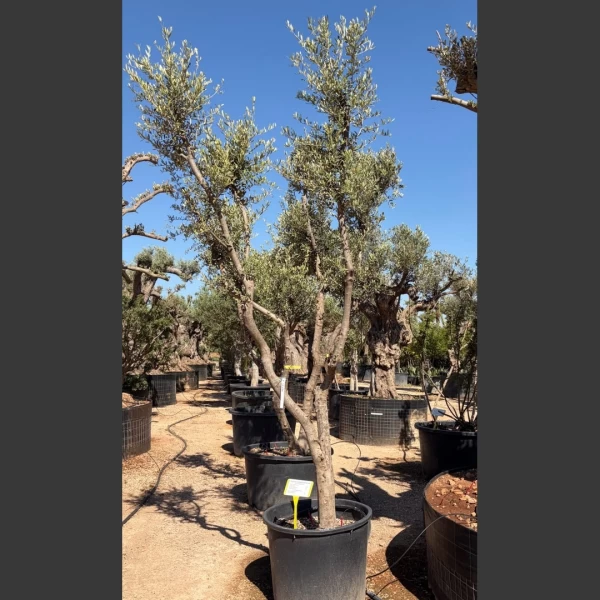 Olea europaea | OE234
