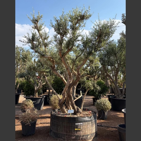 Olea europaea | OE403