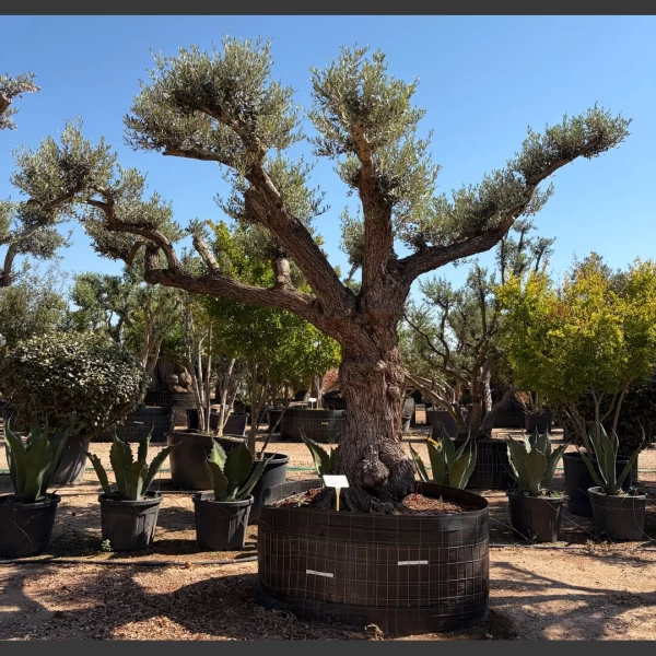 Olea europaea | OE423
