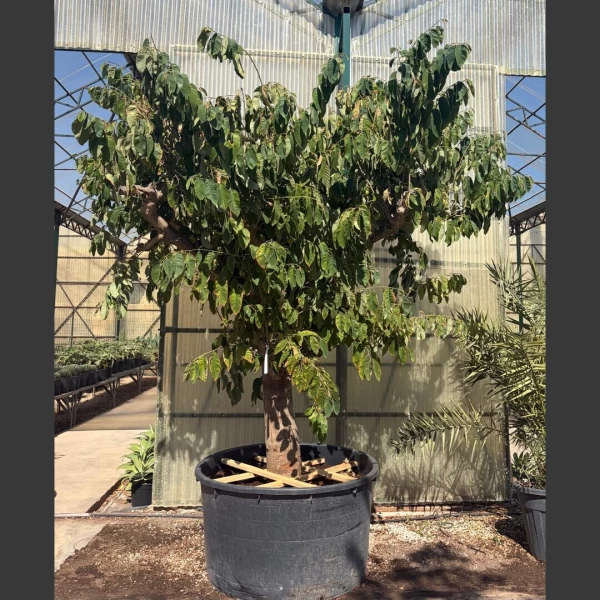 Annona cherimola | AC002