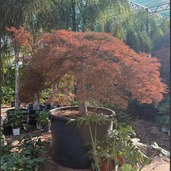 Acer palmatum Dissectum | APD001
