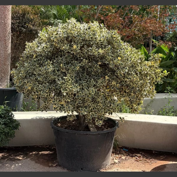 Ilex Variegata | IV001
