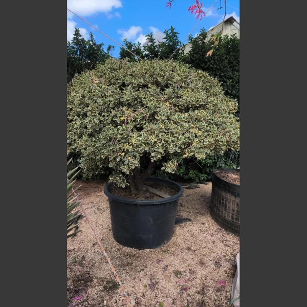 Ilex Variegata | IV002