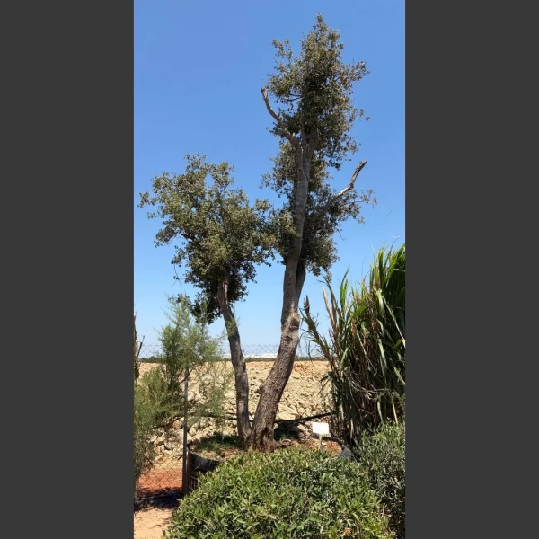 Quercus coccifera | QC005
