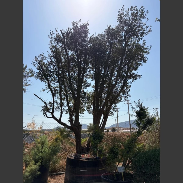 Quercus coccifera | QC008