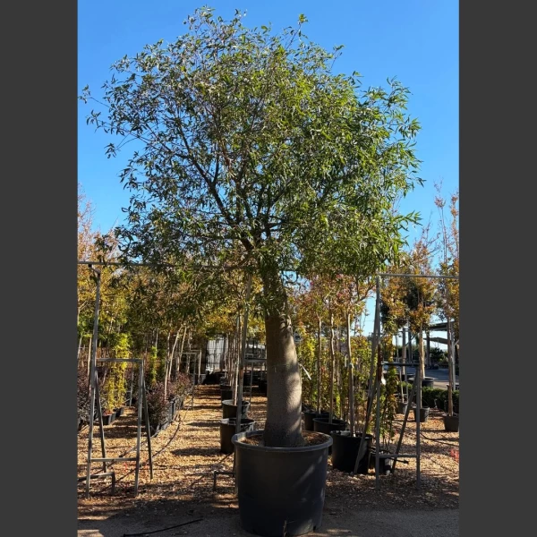 Brachychiton rupestris | BR010
