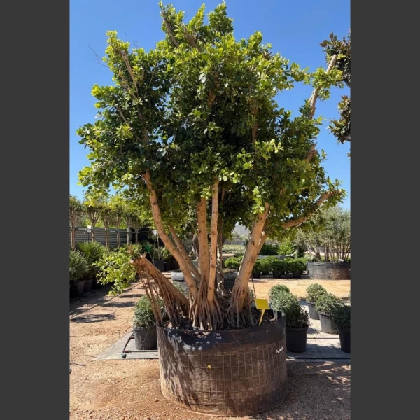 Ficus nitida | FN004