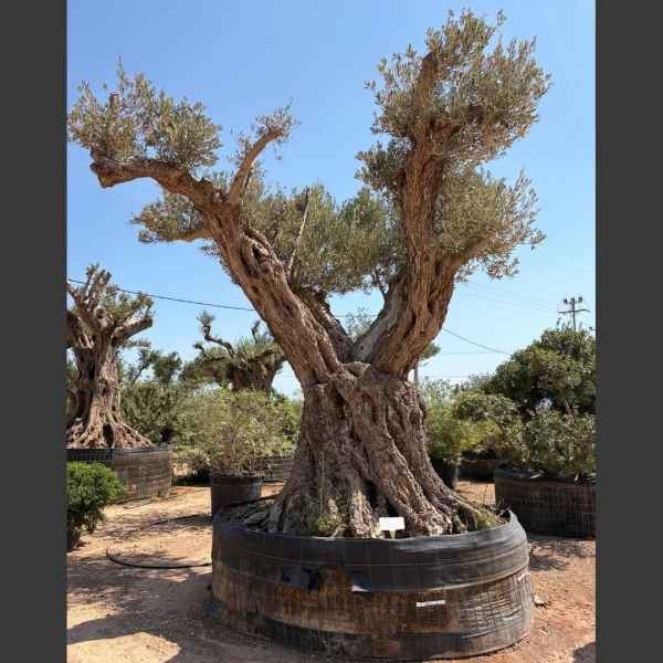 Olea europaea | OE318