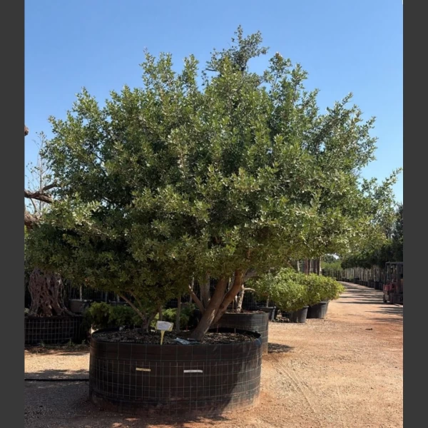 Quercus coccifera + Pistacia lentiscus | QP001