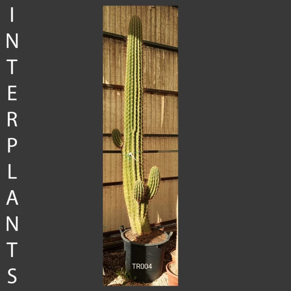 Trichocereus sp. | TRI004