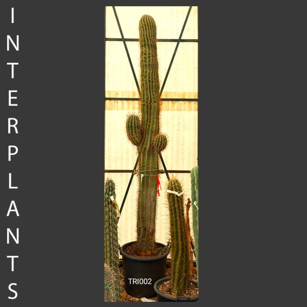 Trichocereus sp. | TRI002