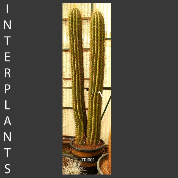 Trichocereus sp. | TRI001