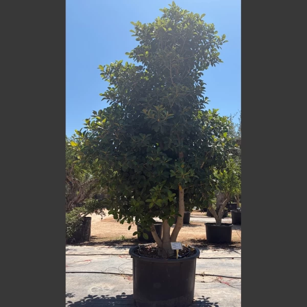 Ficus australis | FAM002