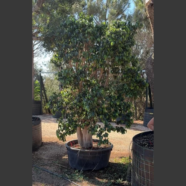 Ficus benjamina | FB001