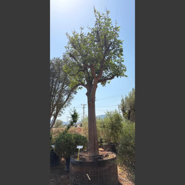Citrus aurantica | CA001