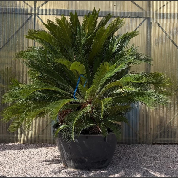 Cycas revoluta | CR002