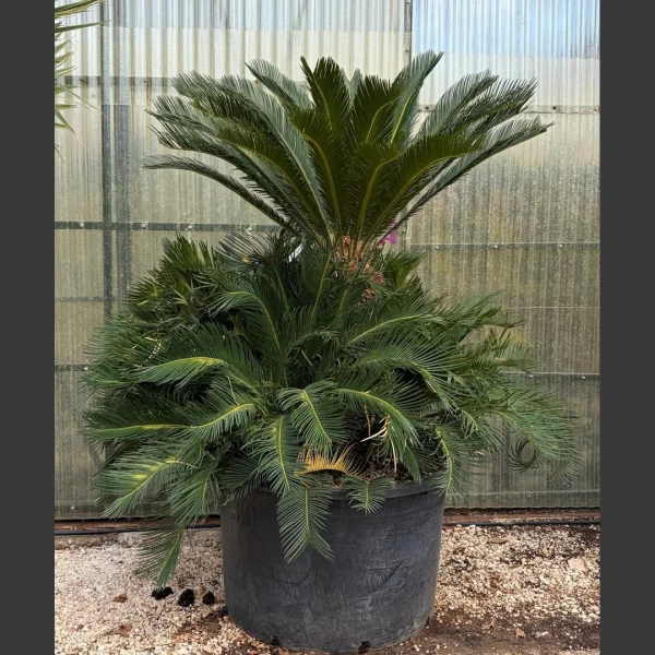Cycas revoluta | CR003