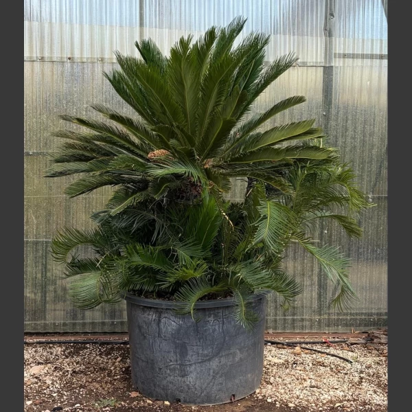 Cycas revoluta | CR004
