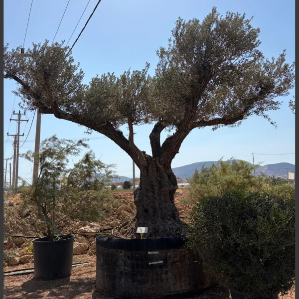 Olea europaea | OE314