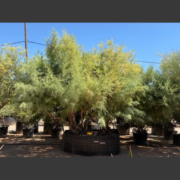 Tamarix gallica | TG022