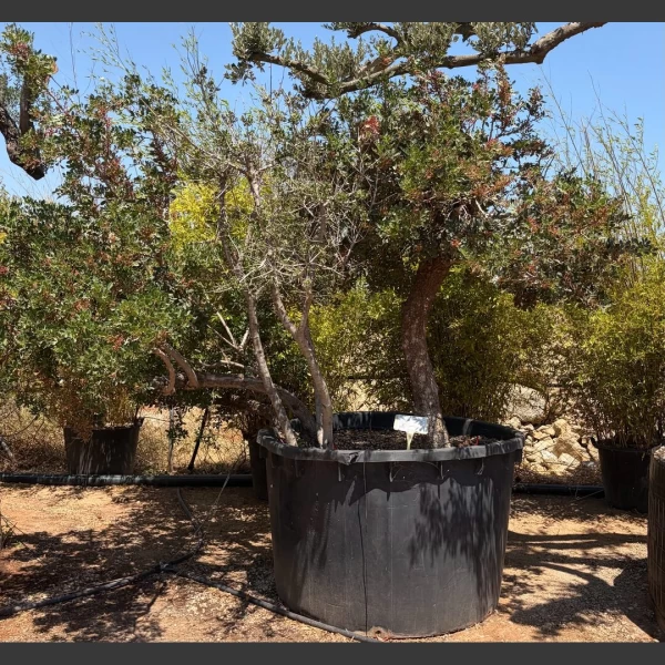 Quercus coccifera + Pistacia lentiscus | QP004