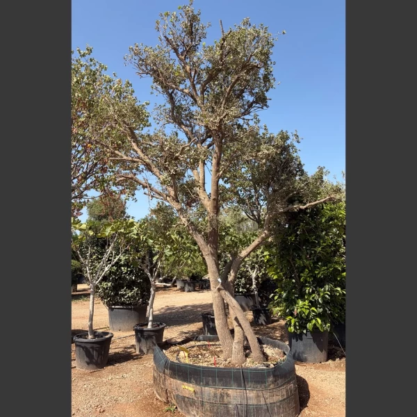 Quercus coccifera | QC003