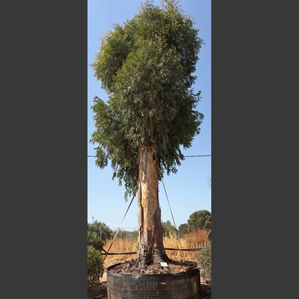 Eucalyptus globosum | EUG001