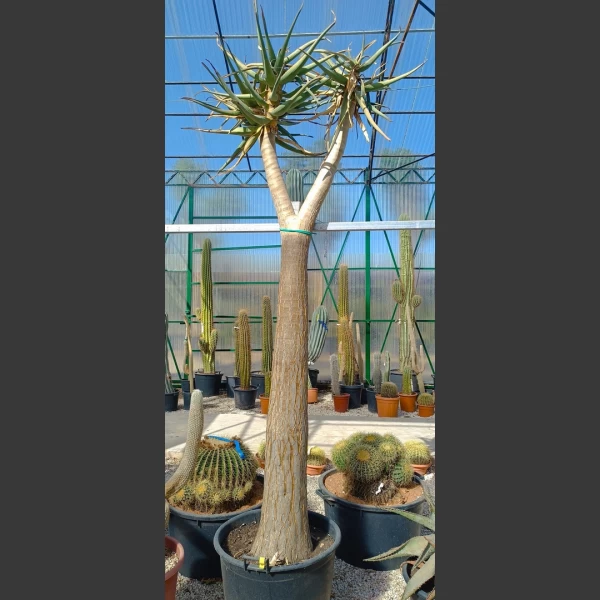 Aloe hercules | AH001